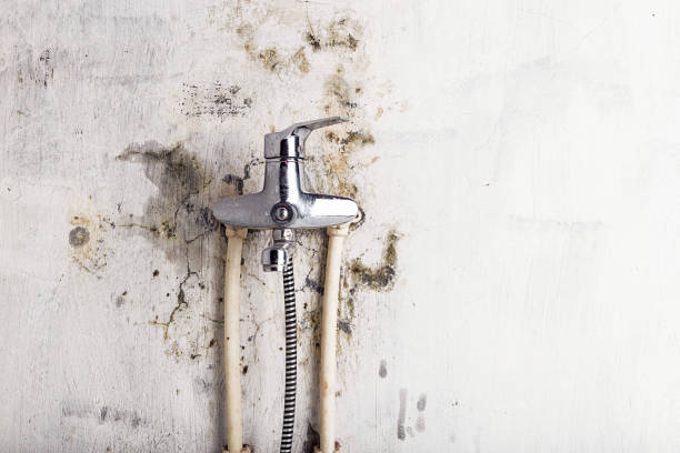 Best Mold Removal Near Me  in Dyersville, IA