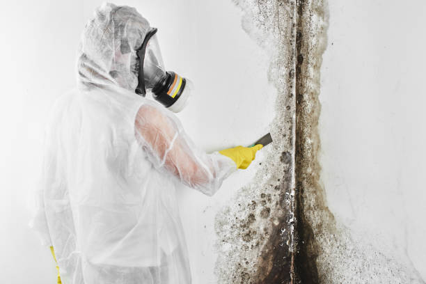 Best Mold Cleaning Services  in Dyersville, IA