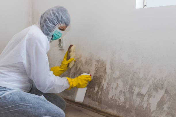Best Mold Removal and Inspection  in Dyersville, IA