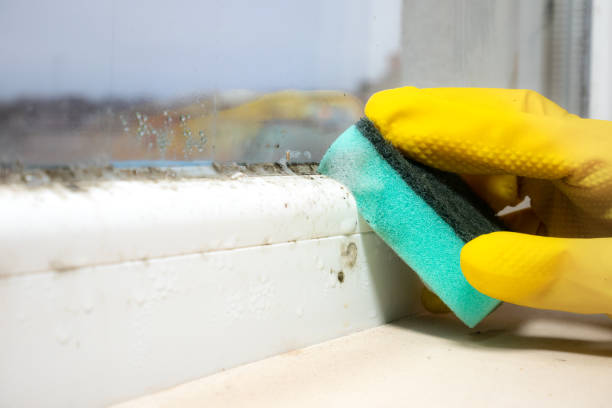 Best Local Mold Removal Service  in Dyersville, IA