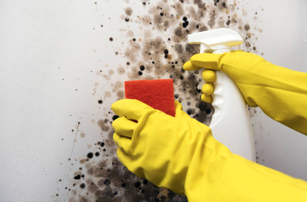 Best Toxic Mold Removal  in Dyersville, IA