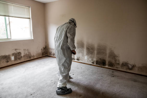 Best Mold Cleaning Services  in Dyersville, IA