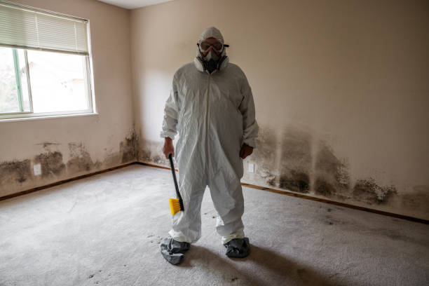 Professional Mold Removal in Dyersville, IA