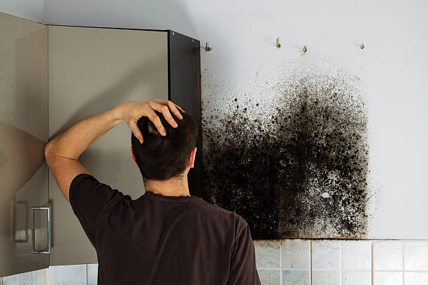 Best Residential Mold Removal  in Dyersville, IA