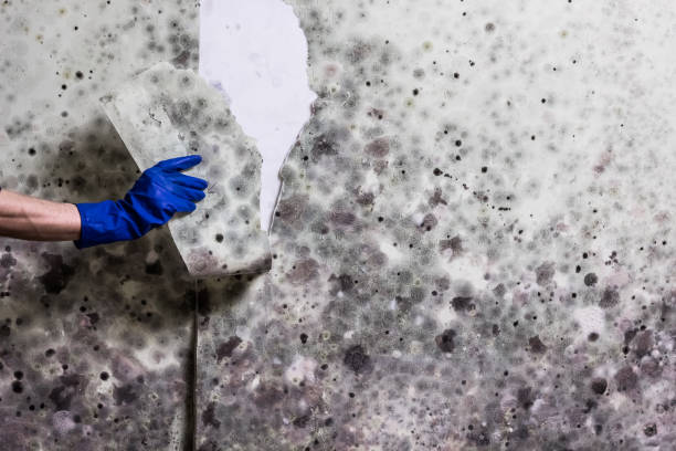 Attic Mold Removal in Dyersville, IA